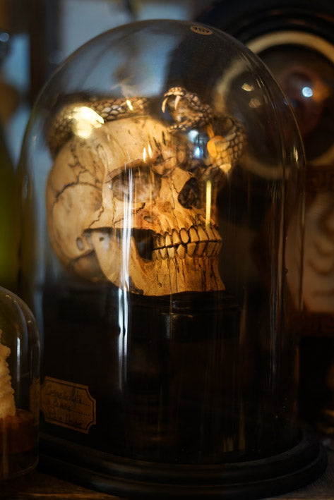 Tete de mort avec serpent en bois sculptée sous globe verre soufflé