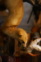 Furet avec percing