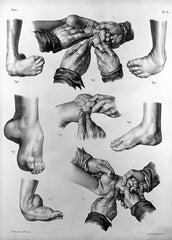 33 anatomie