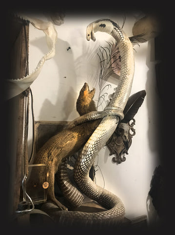 curiosité python et mangouste taxidermie