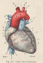 61 anatomie
