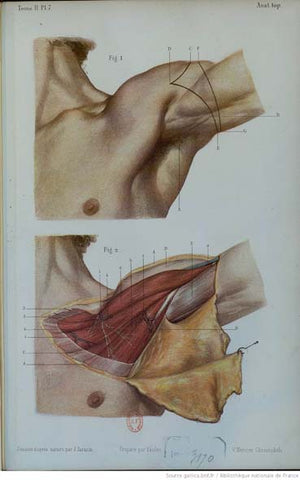70 anatomie