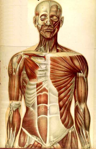 30 anatomie