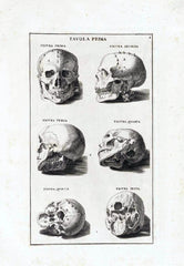 7 anatomie