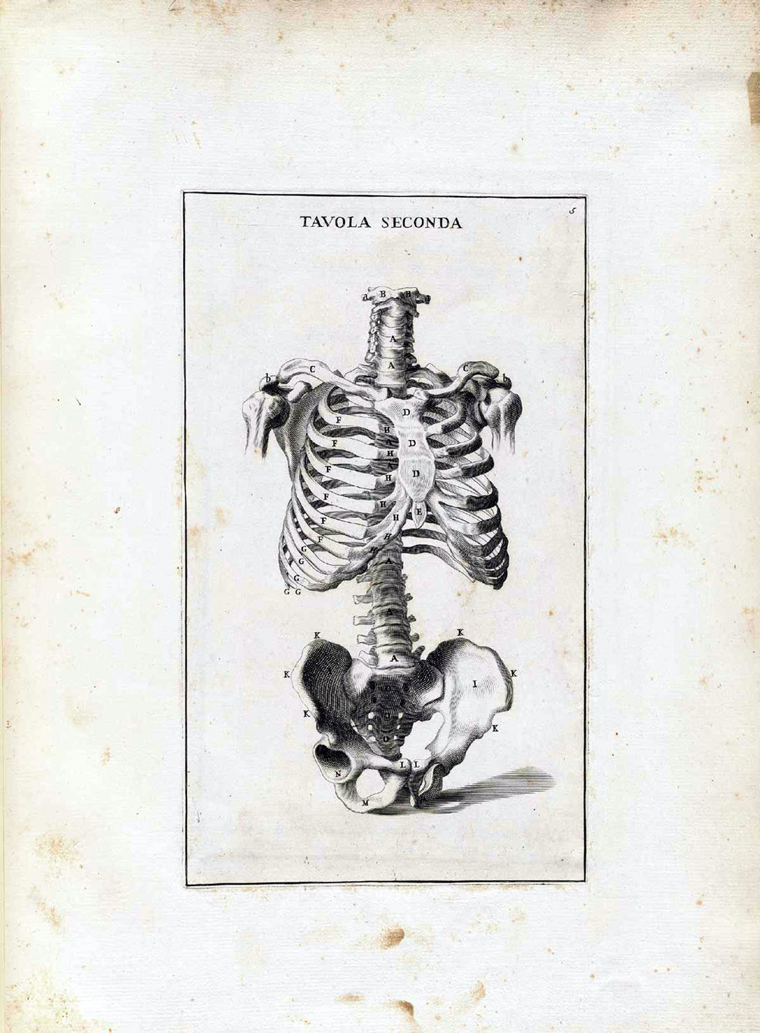 8 anatomie