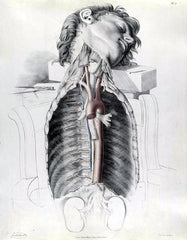 67 anatomie