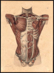 89 anatomie